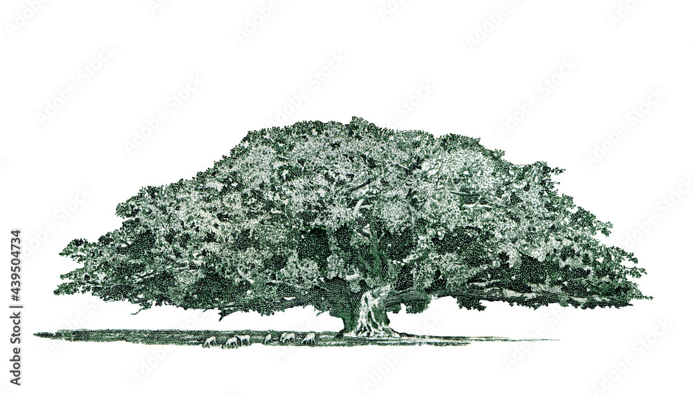 Fototapeta premium Tree illustration extracted from Eritrea Banknote