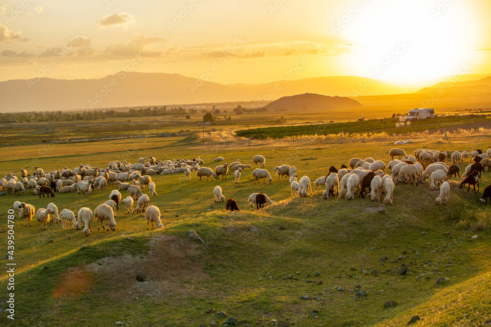 sunset and sheep grazing in the pasture.