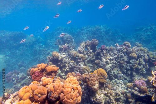 Colorful coral reef at the bottom of tropical sea, hard corals and Sergeant Major fishes, underwater landscape