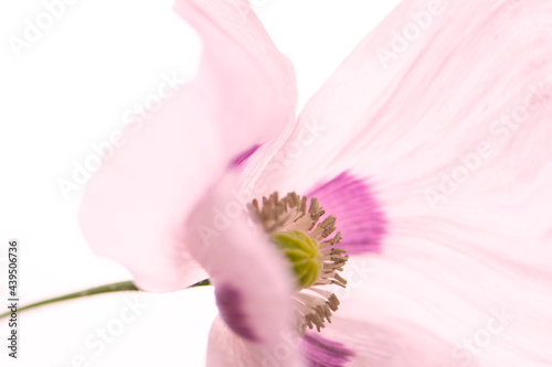 Schlafmohn close up, rosa/Lila Touch