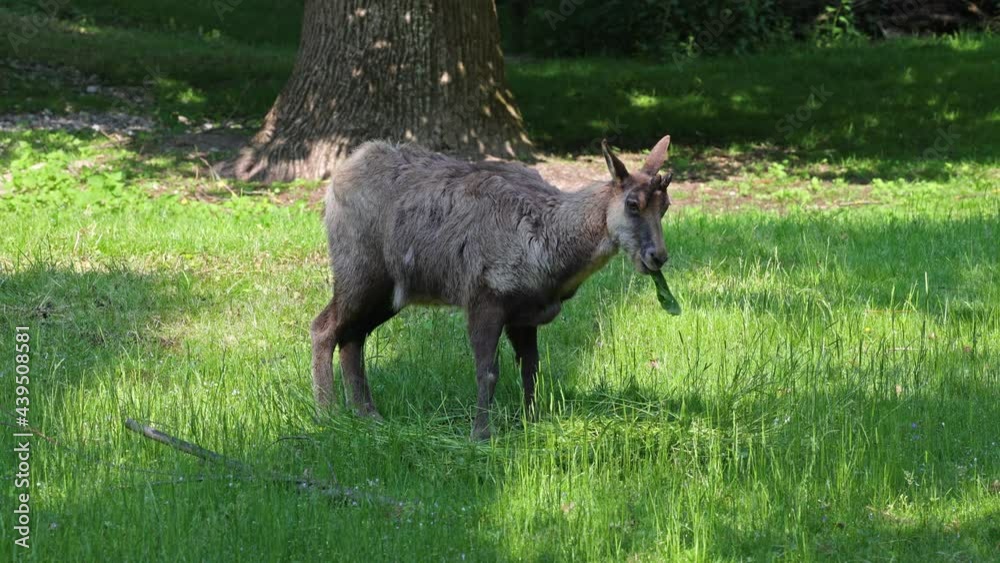 Apennine chamois, Rupicapra pyrenaica ornata, is living in the Abruzzo-Lazio-Molise National Park in Italy and the Pyrenees in Spain Apennine chamois, Rupicapra pyrenaica ornata, is living in the Abruzzo-Lazio-Molise National Park in Italy and the Pyrenees in Spain