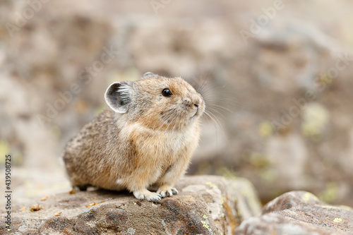 American Pika photo