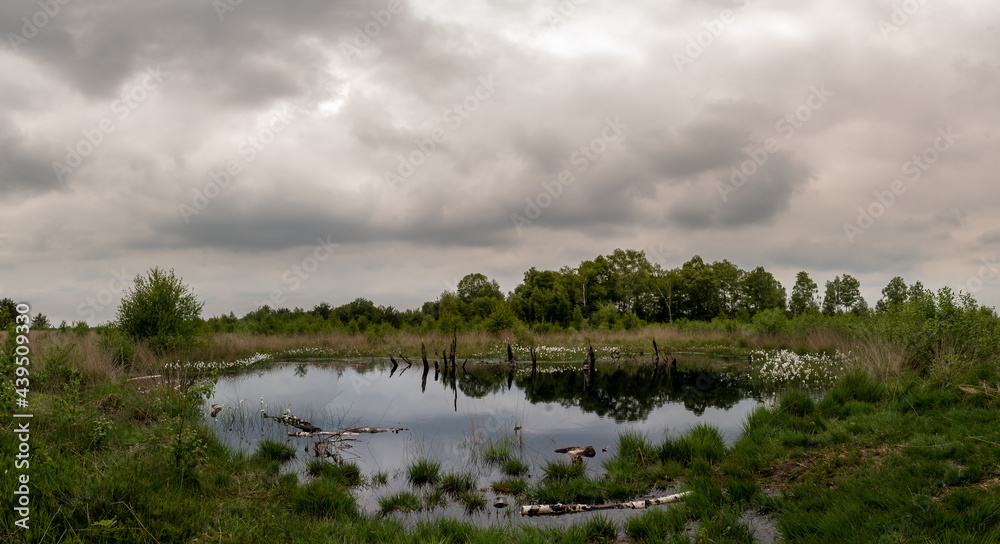 Wasserfläche und Wollgras im Hochmoor.