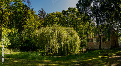 Vormittag im Burgwald im Frühjahr. photo