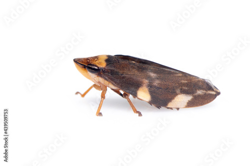 Image of brown leafhopper on white background. Insect. Animal photo