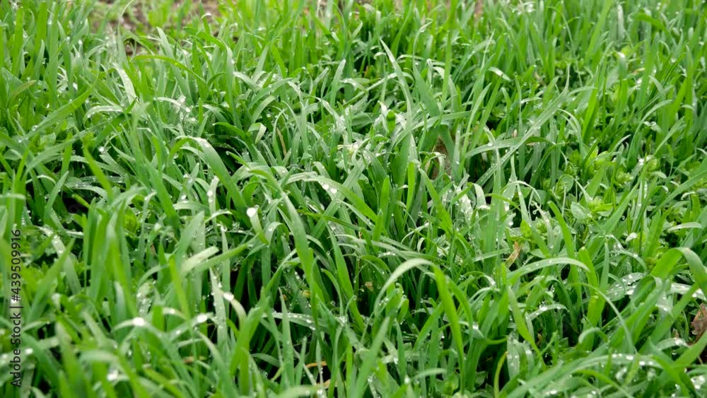 Fresh green grass with dew drops clips, dew drops on green grass footage. Green outdoor nature close up Fresh green grass with dew drops clips, dew drops on green grass footage. Green outdoor nature close up