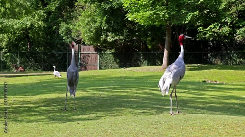 The Sarus crane, Grus antigone is a large non-migratory crane found in parts of the Indian Subcontinent, Southeast Asia and Australia.  photo