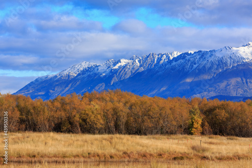 A forest of autumn trees with a range of snowy mountains in the background. Photographed north of Glenorchy in the South Island of New Zealand, looking at the Southern Alps