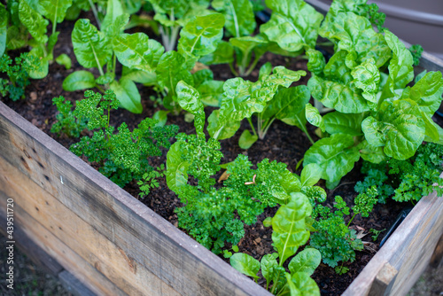 Close up shot of vegetables grown in a wooden box