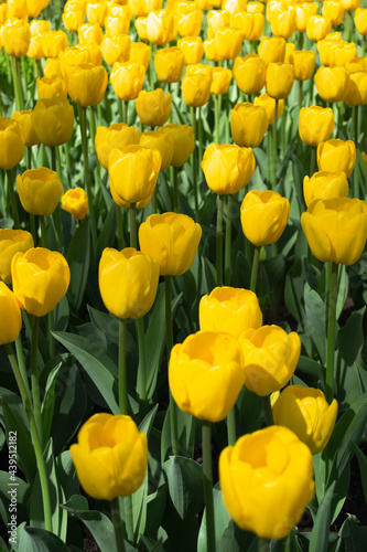 Blooming spring yellow tulips close-up on a blurred background in front and back. Soft selective focus