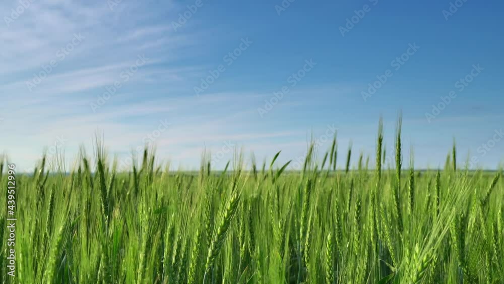 Field for growing young wheat, barley, rye. Young green wheat sprouts of grain crops. Agricultural land.
Field for growing young wheat, barley, rye. Young green wheat sprouts of grain crops. Agricultural land.