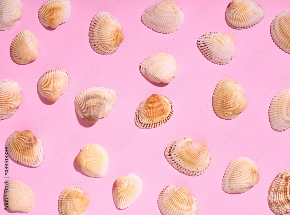 Sea shells pattern on pink background. Flat lay, top view.