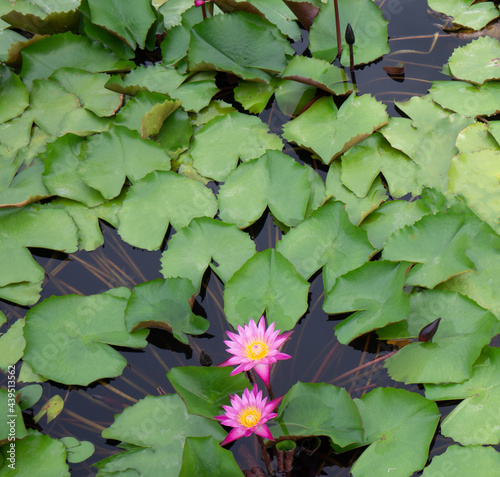 Beautiful Thai lotus( Waterlily)