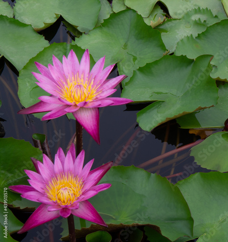 Beautiful Thai lotus( Waterlily)