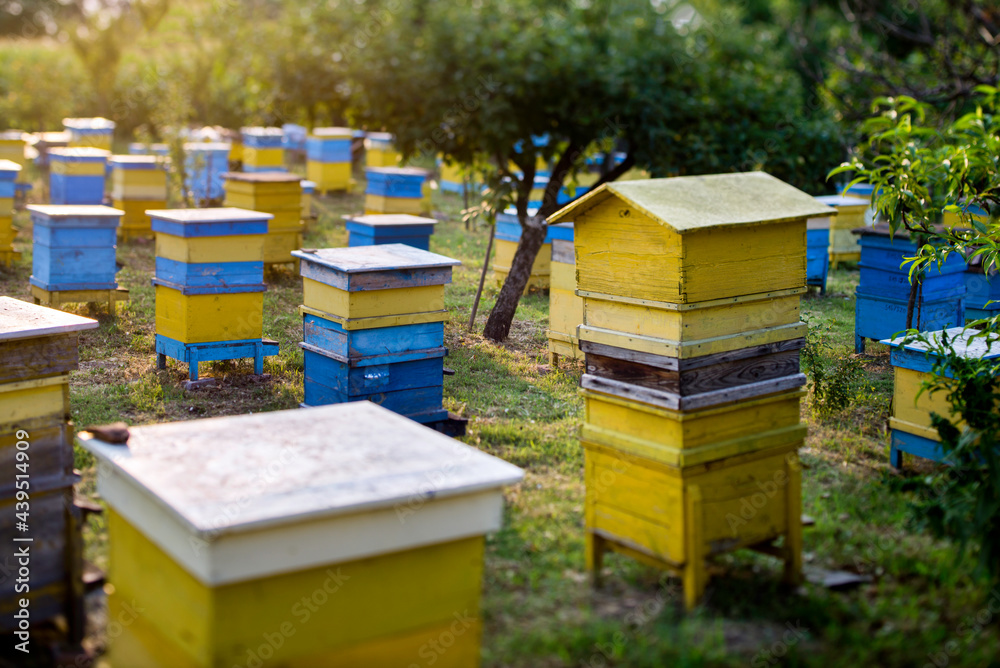 Beehives in garden Beehives in garden