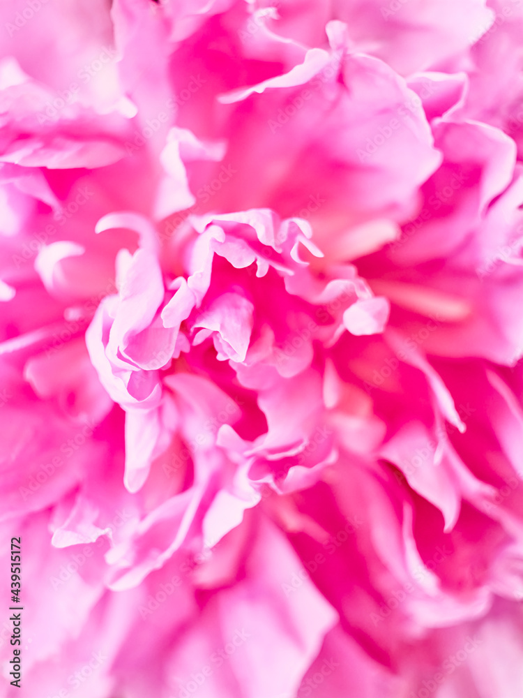Unfocused abstract peony flowers background. Unfocused abstract peony flowers background.