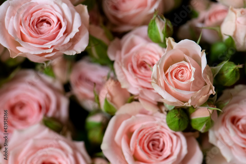 Bunch of fresh pink roses floral background