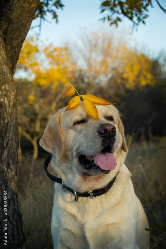 autumn with labrador 