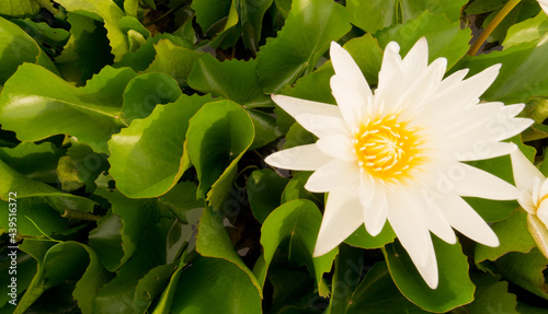 Beautiful Thai lotus( Waterlily)