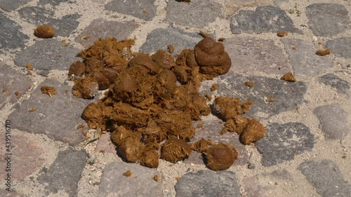 Closeup view 4k stock video footage of fresh brown horse dropping laying on stony countryside road outdoors. Many different flyies and insects sitting and running on surface of poo photo