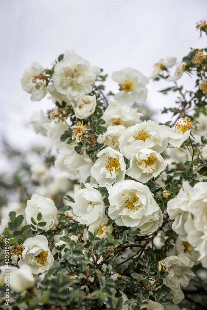 White blossoming rosehip bush.  Wallpaper with a white rosehipp. Gardening .  