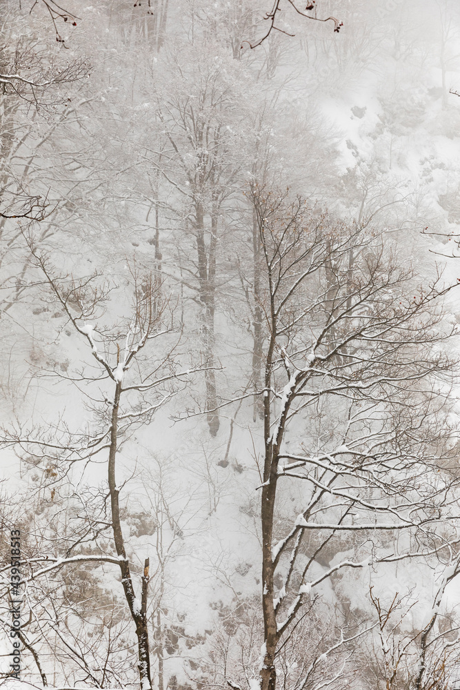Trees in the snow Trees in the snow