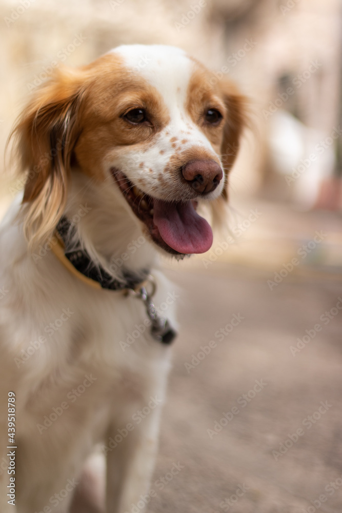 Kokoni dog poses for camera outdoor