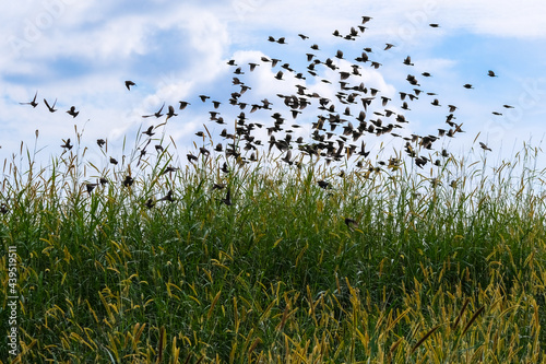 Flock of birds photo