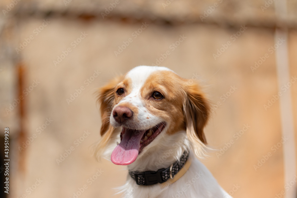 Kokoni dog poses for camera outdoor