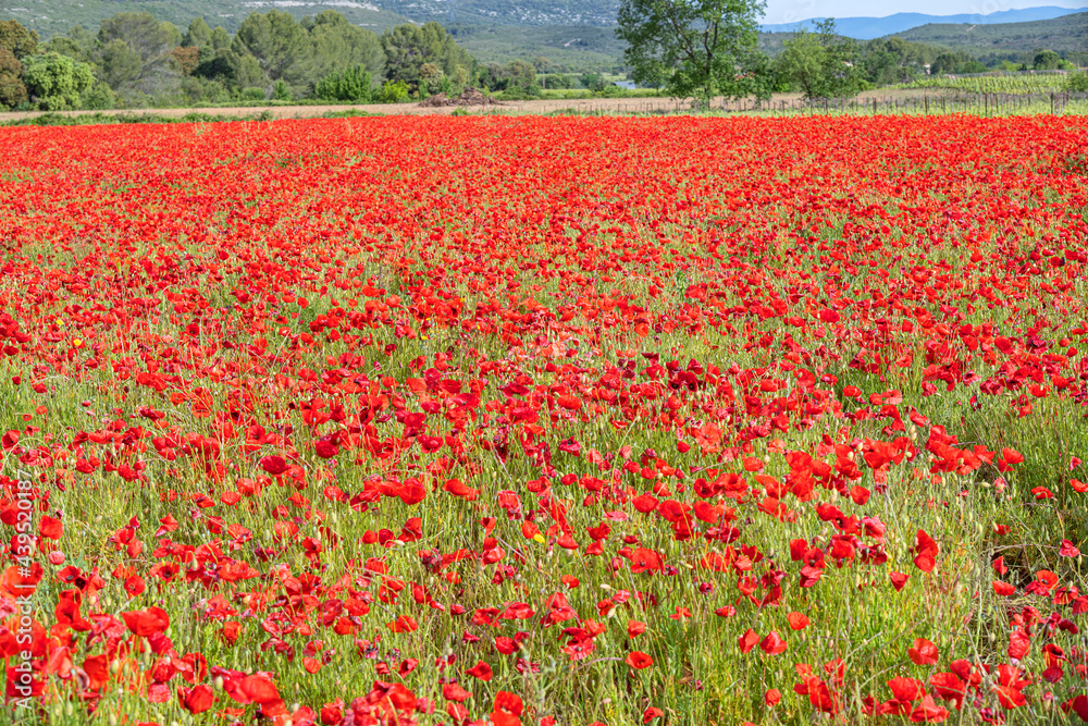 poppies field in nature