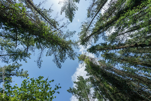 Forest and Sky in urbaibai basque country