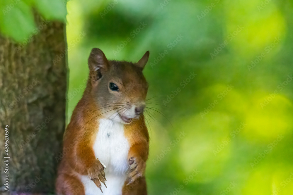 A squirrel sits between green leaves on a branch A squirrel sits between green leaves on a branch