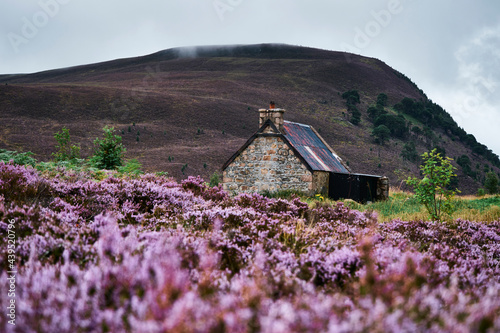 Wild Heather growing in the valley around Ryvoan Bothy. Glenmore photo