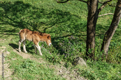 Animals on arrazola path Urkiola