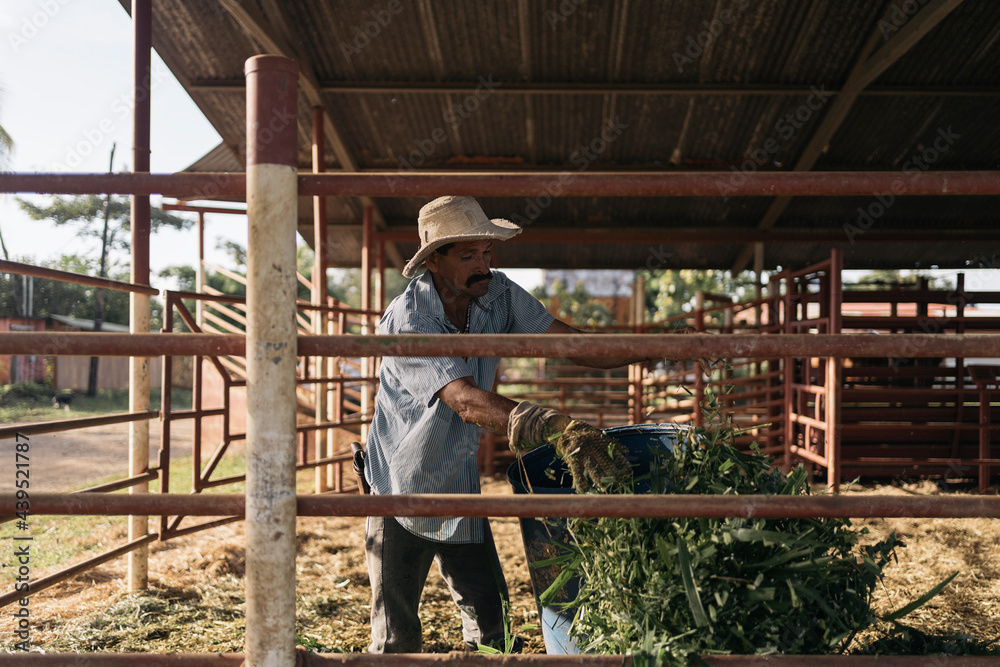 Farmer Working in Field Portrait Farmer Working in Field Portrait