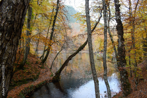 Fototapeta Naklejka Na Ścianę i Meble -  Autumn in Yedigöller National Park in Bolu. Colorful trees in autumn. Autumn in Turkey. Colorful shades of nature.