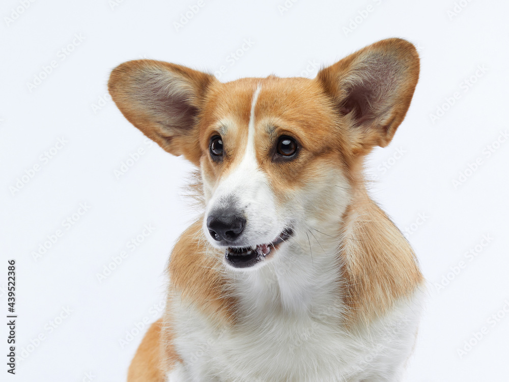 Portrait of a dog on a white background. Smiling Corgi. Pet in the studio For design