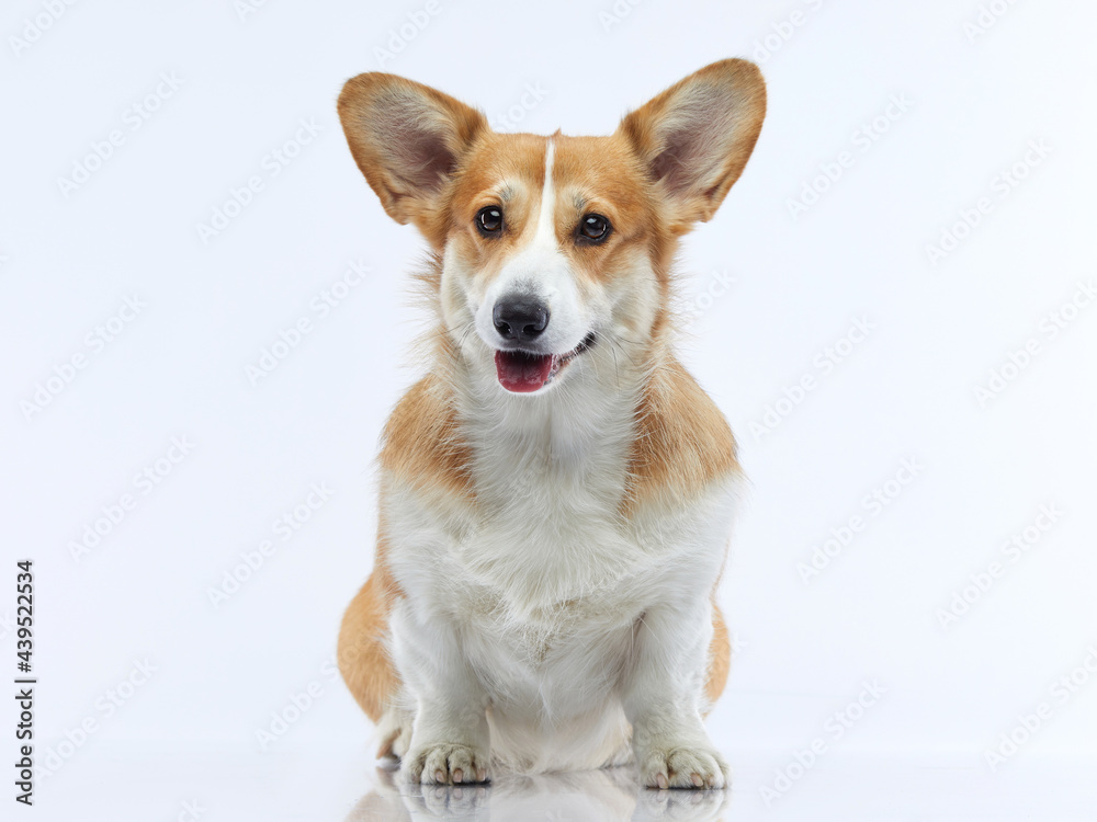 Portrait of a dog on a white background. Smiling Corgi. Pet in the studio For design