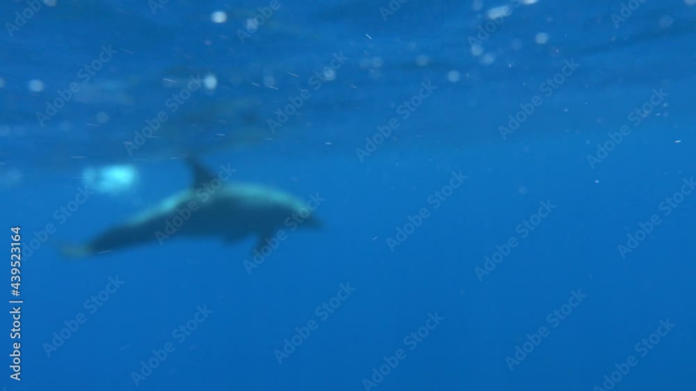 Dolphins are aquatic mammals of the cetacean infraorder, belonging either to the dolphin family. Dolphins are aquatic mammals of the cetacean infraorder, belonging either to the dolphin family.