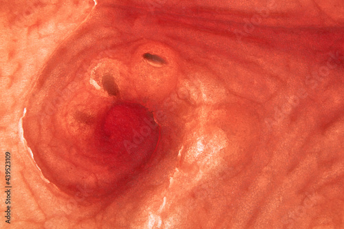 macro closeup seeds patterns in a slice of watermelon