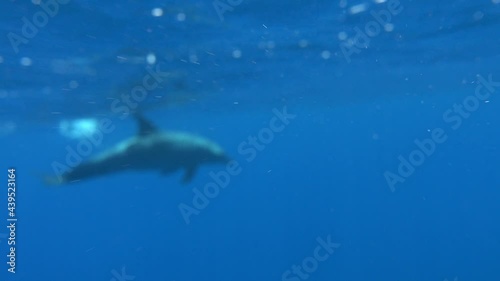 Wallpaper Mural Dolphins are aquatic mammals of the cetacean infraorder, belonging either to the dolphin family. Torontodigital.ca