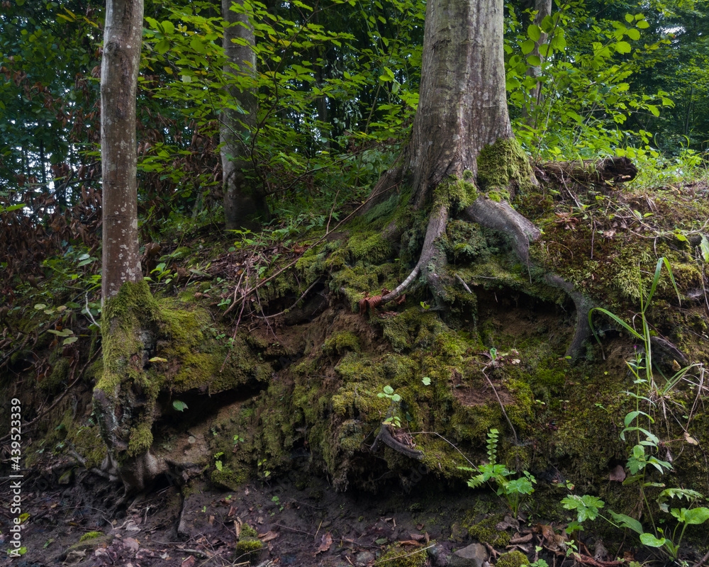Forest landscape with hornbeam trees on steep ground, earth covered with moss and mossy tree roots, beautiful nature