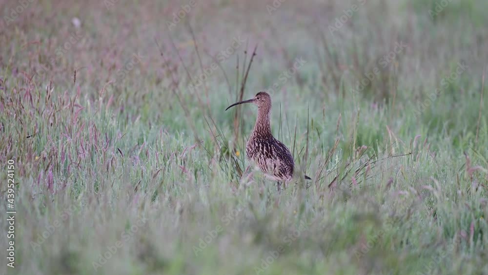 Curlew standing in the meadow and watch careful for their chicks, spring, (numenius arquata), germany Curlew standing in the meadow and watch careful for their chicks, spring, (numenius arquata), germany
