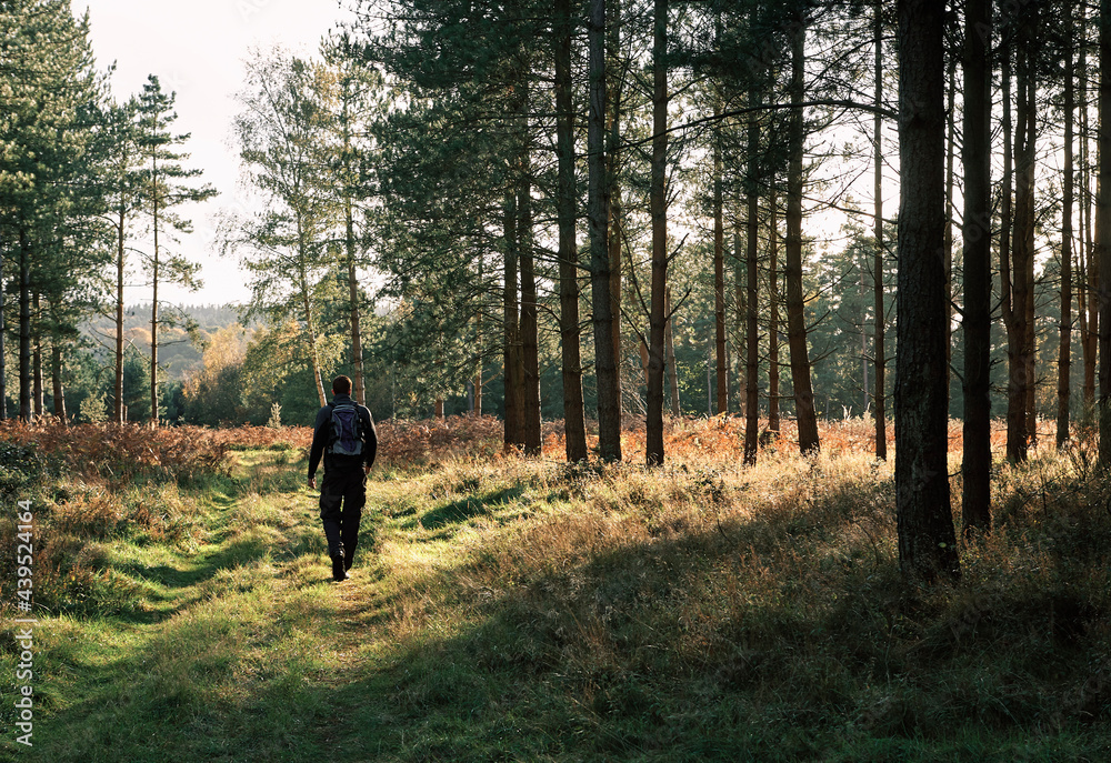 Male walking in Thetford Forest. Norfolk, UK. Male walking in Thetford Forest. Norfolk, UK.