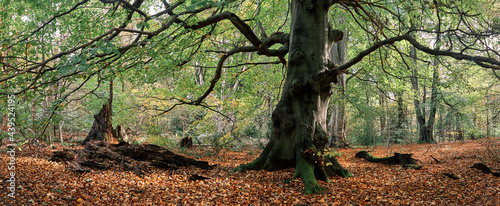 Old Beech tree in woodland. Norfolk, UK.