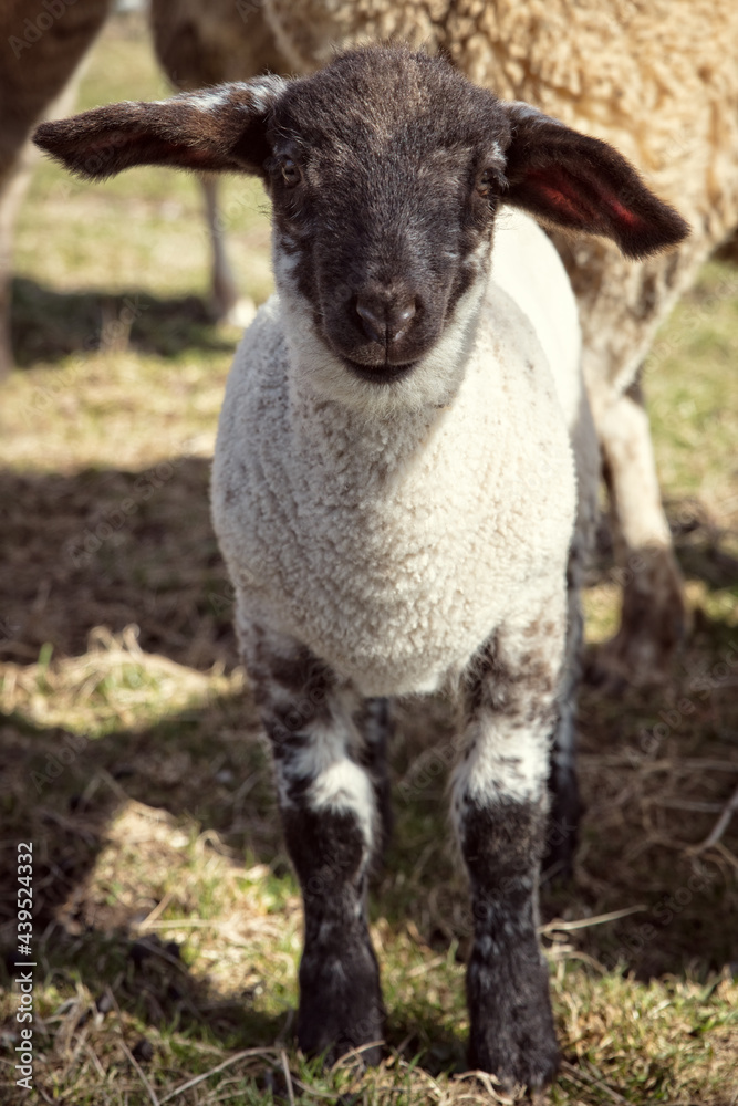 Lamb standing on a farmstead, animal welfare