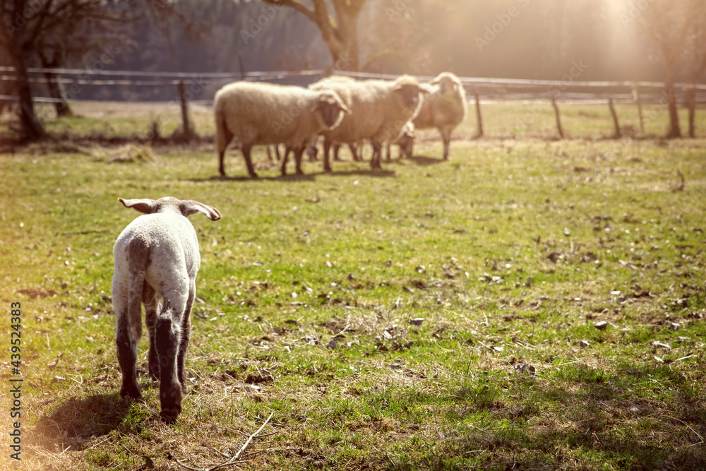 cute lamb running to the sheep flock, animal welfare cute lamb running to the sheep flock, animal welfare