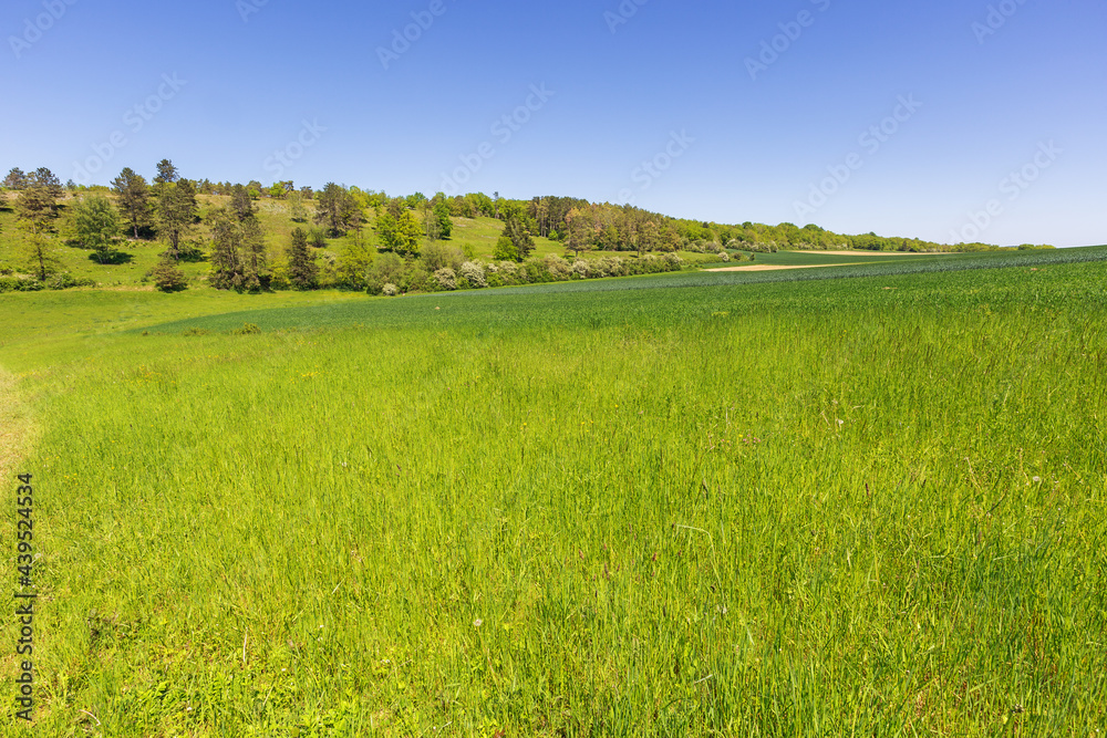 Obraz premium So many shades of green in the calcareous grassland next to the Fondry des chiens