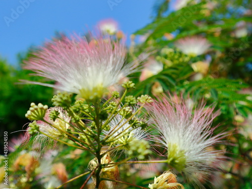pink acacia flowers on the wind 