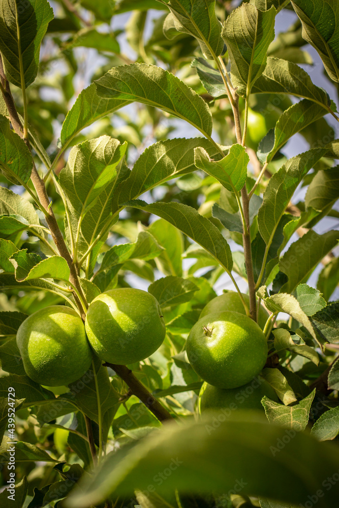 Green apples on tree